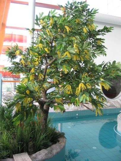 Deko-Flowers Vertriebs-GmbH