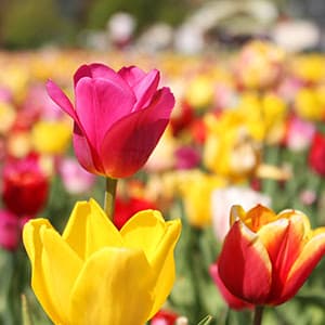 Blumenfeld Merzhausen Au